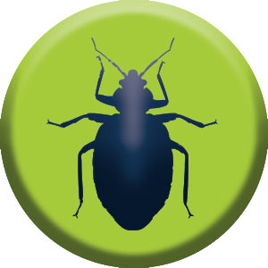 bed bug icon