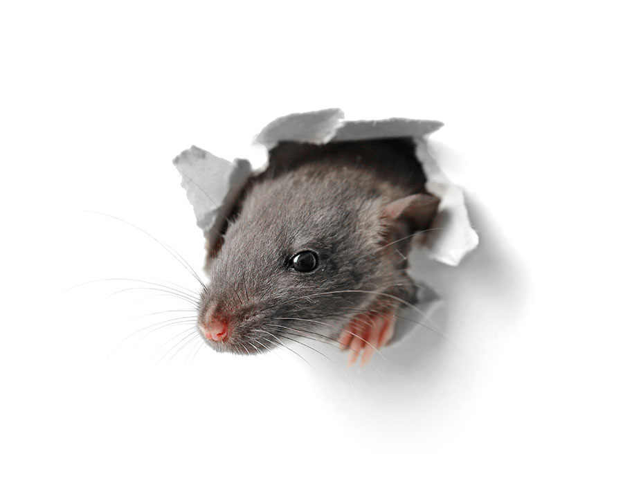 mouse poking head through wall