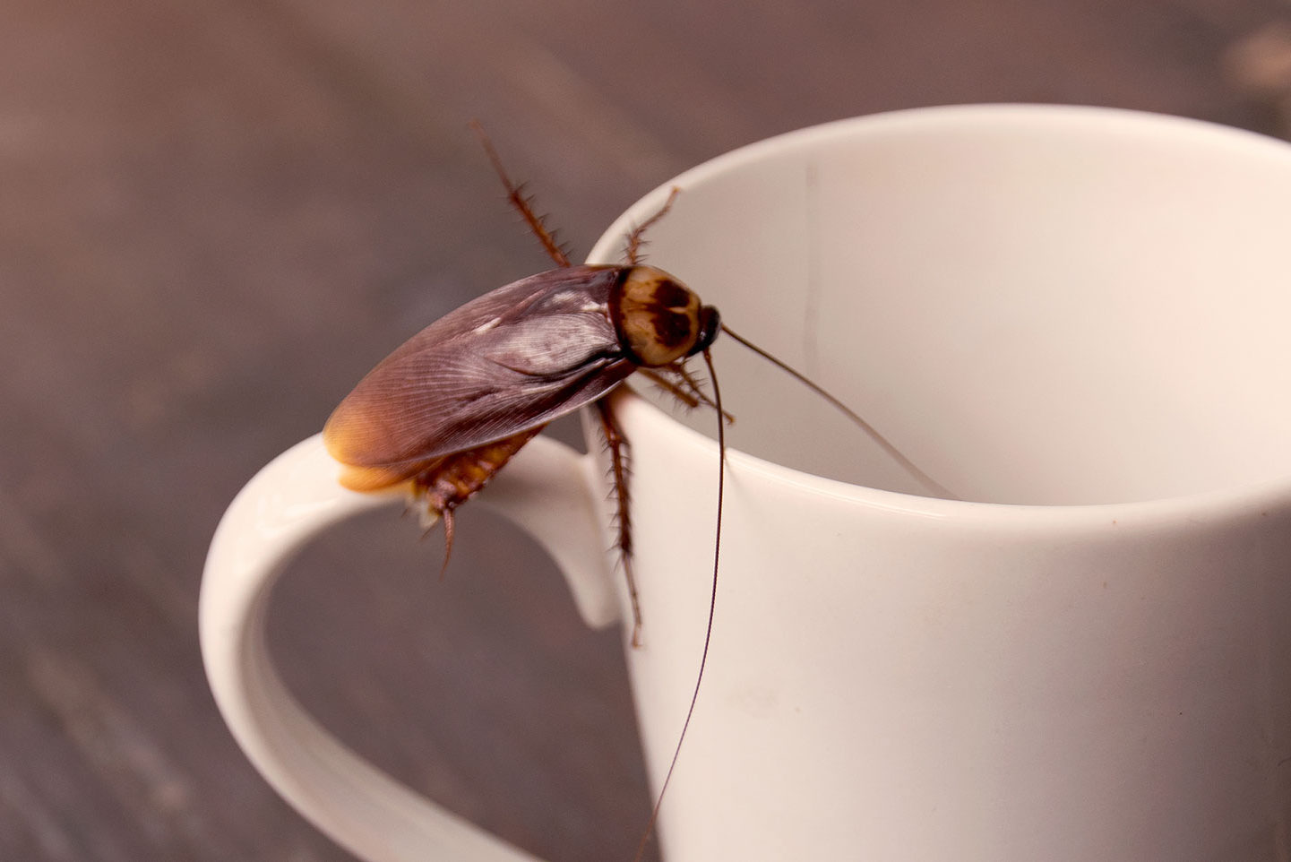Austin cockroach control
