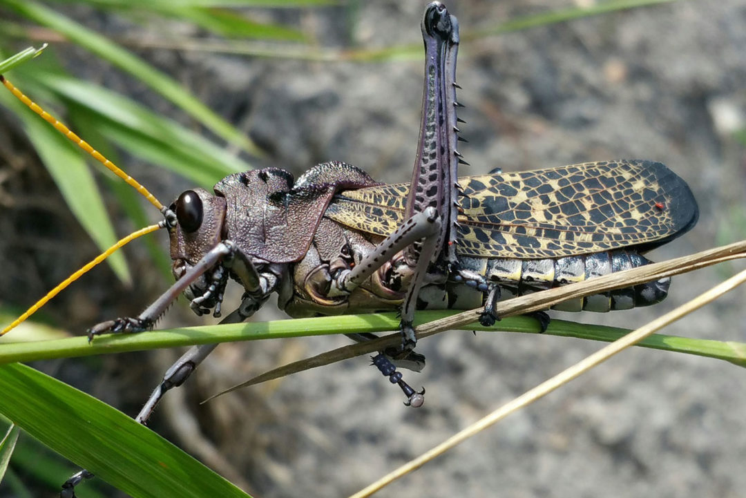 Cricket pest common in Austin and San Antonio Texas