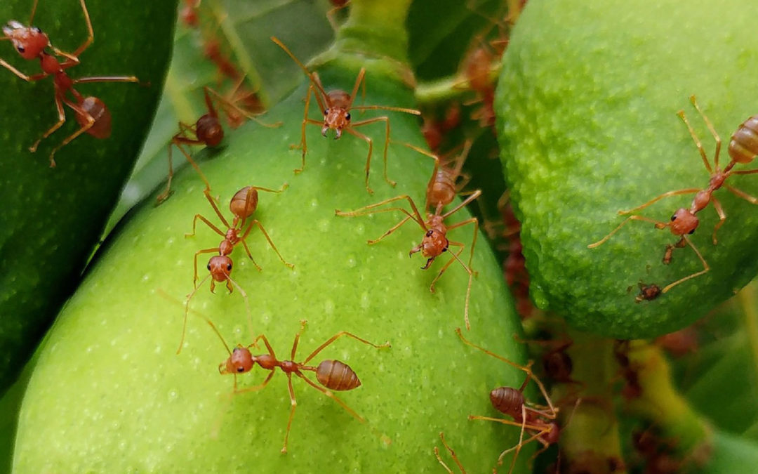 Fire Ants