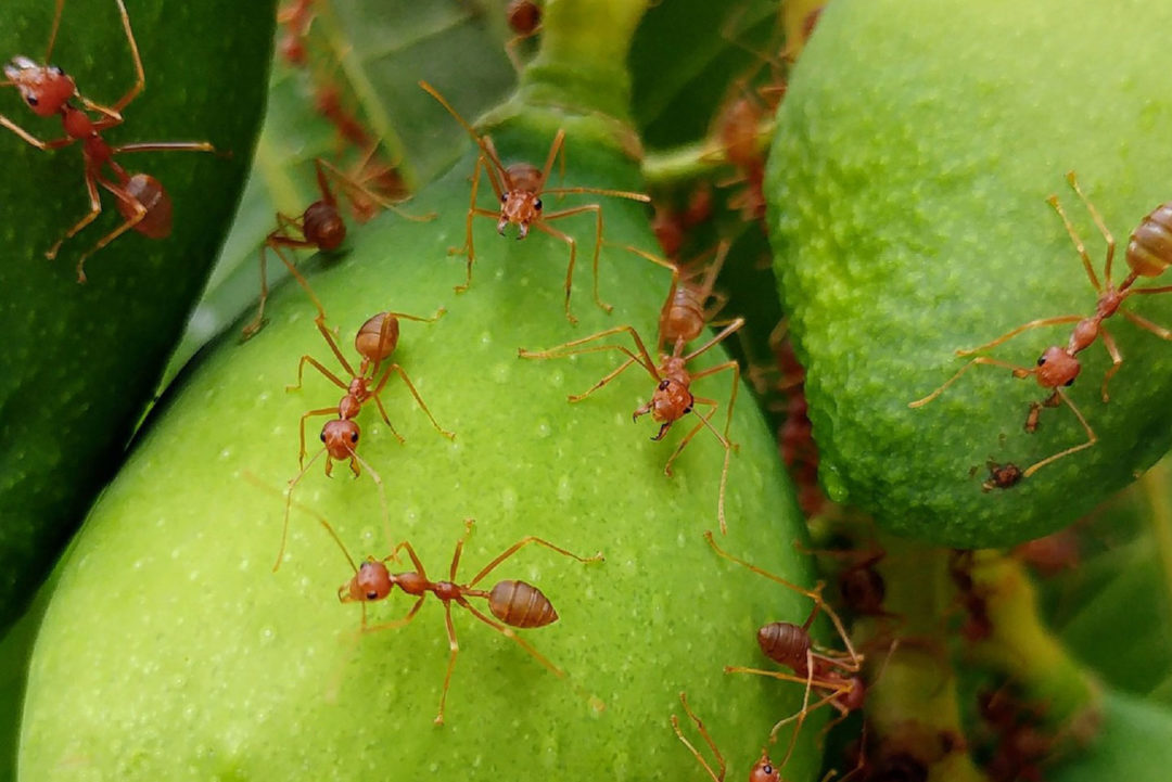 Fire ant mound in a central Texas lawn