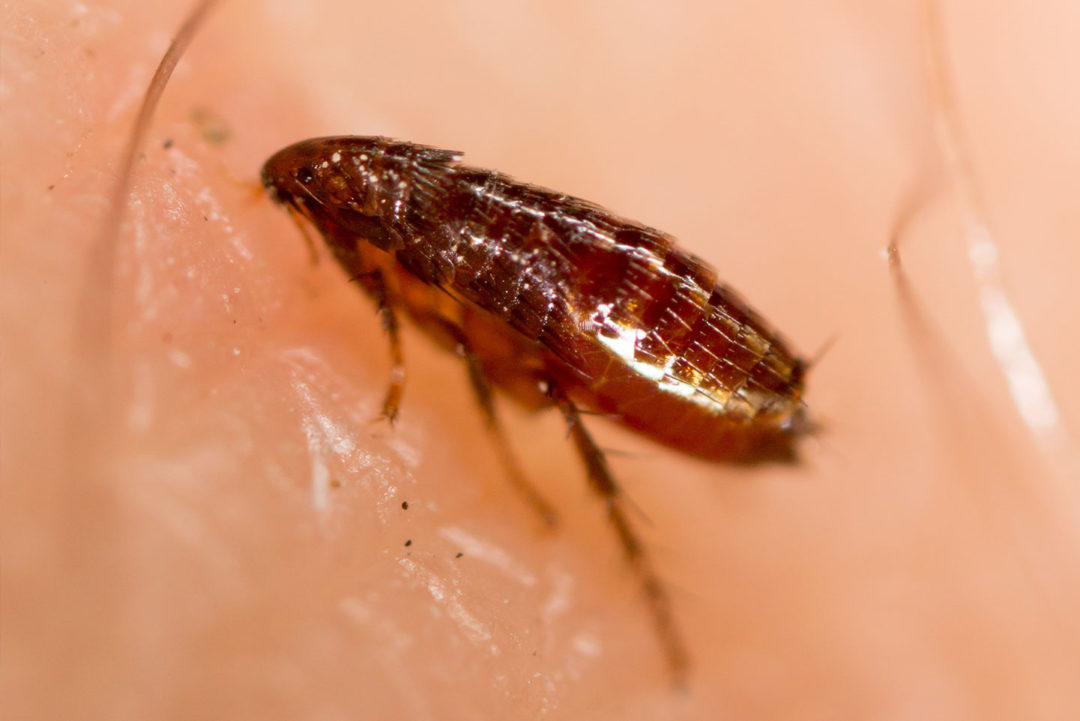 Close-up of a flea on pet fur in an Austin-area home