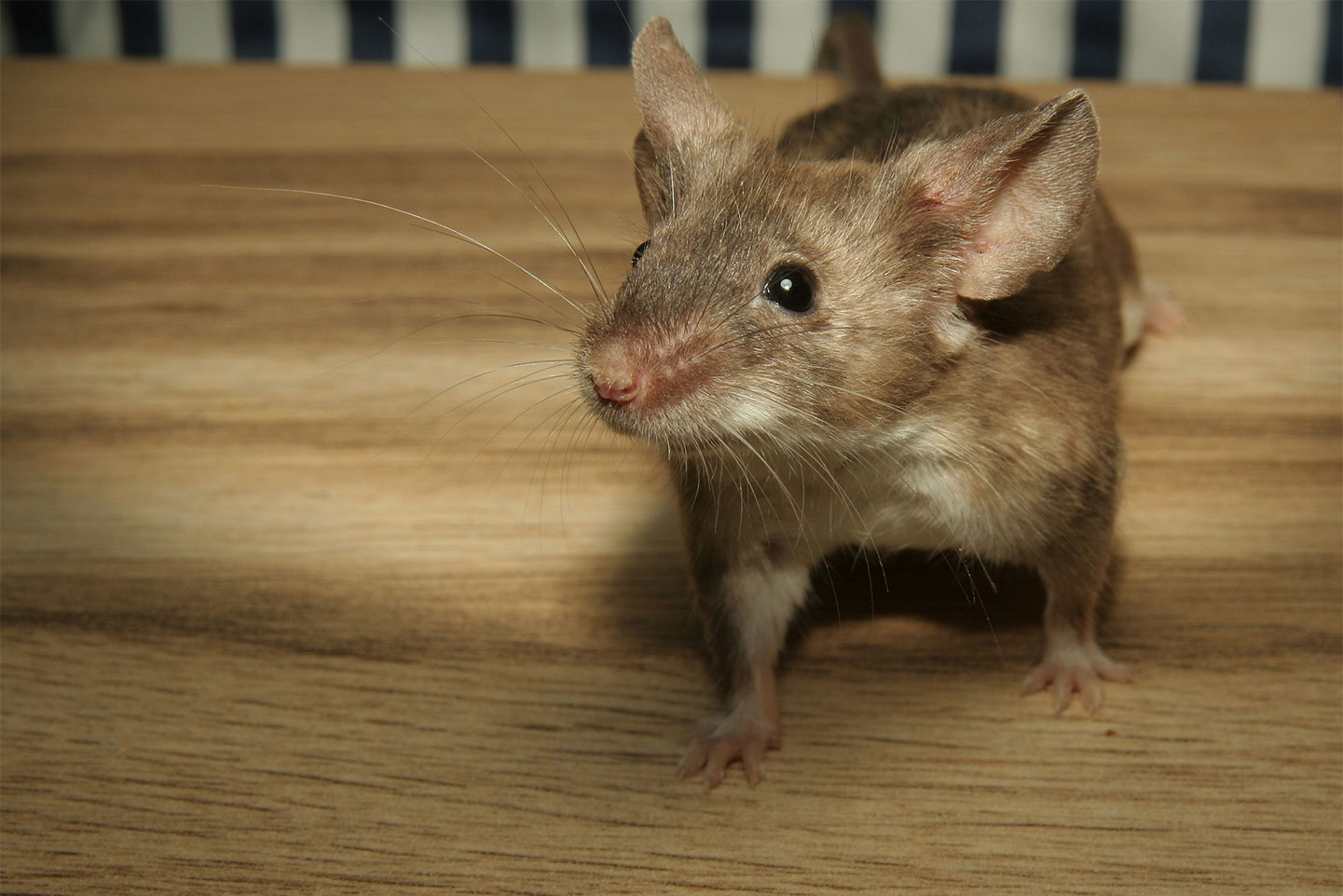 austin mice control
