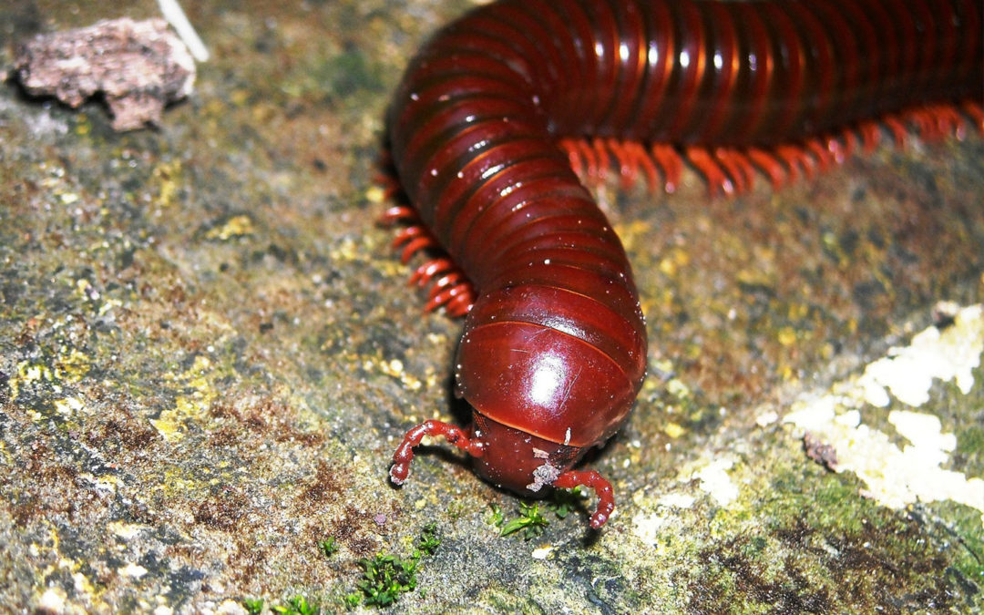 Millipedes