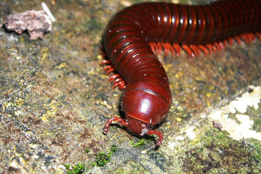 Millipede found in central Texas home