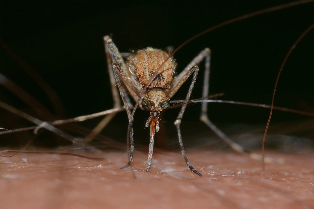 Mosquito close-up showing proboscis and wing structure