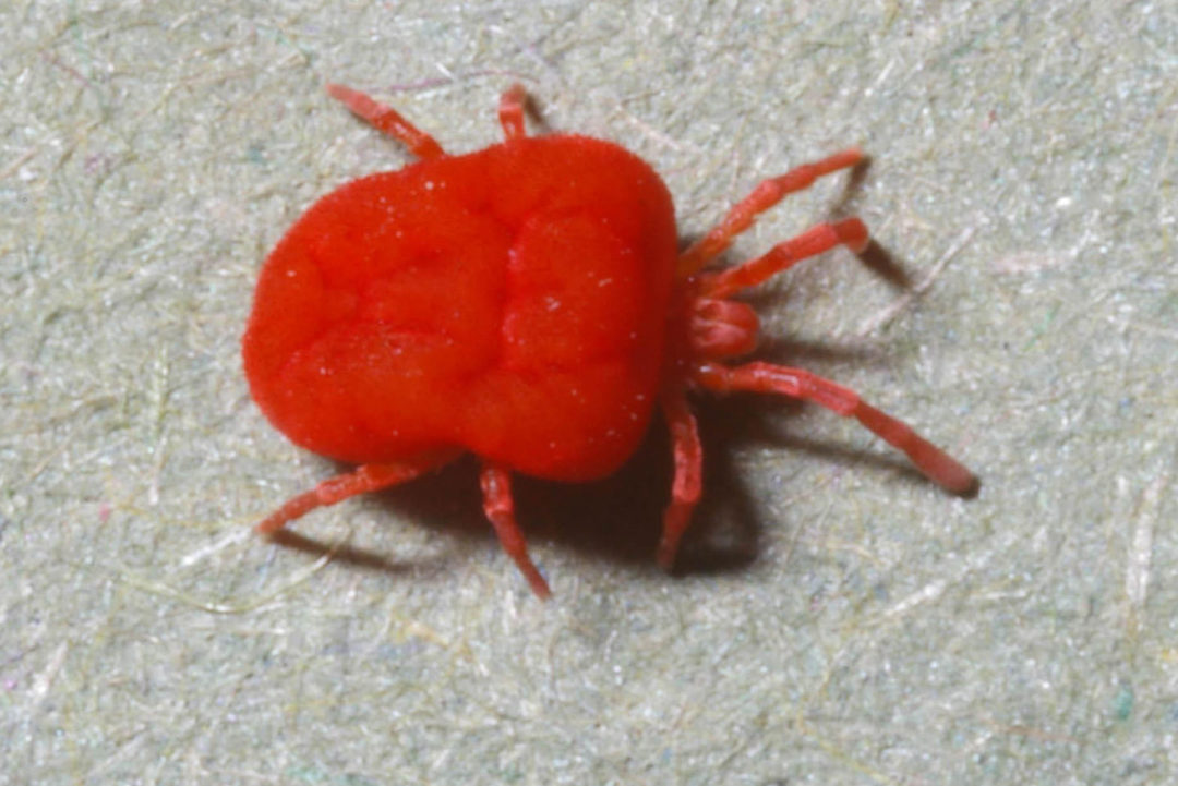 Chigger mite close-up relevant to central Texas outdoor environments