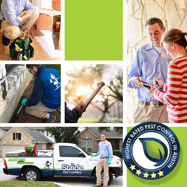 Pest Control Services Stride, Pest Control In Round Rock Tx