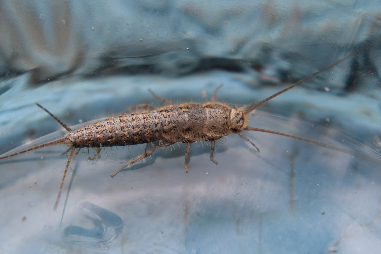 Austin silverfish pest control