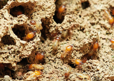 Termites