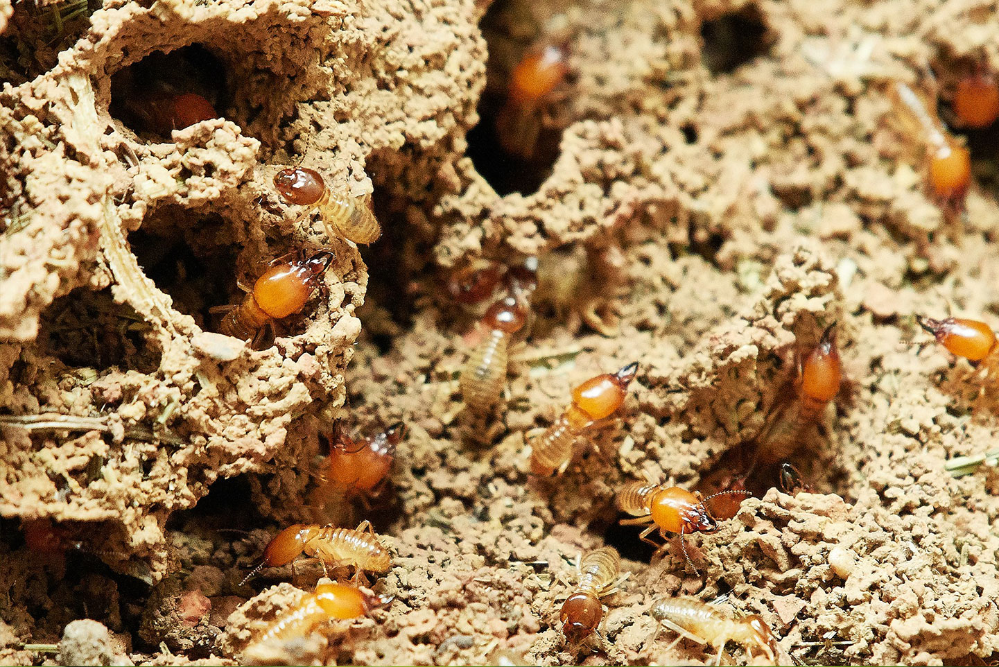 austin termite contol