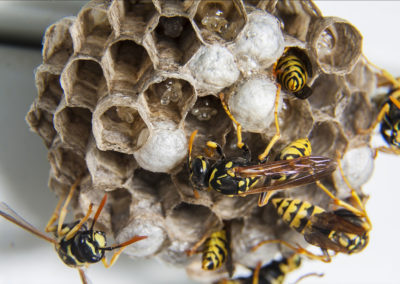 Wasps | Hornets