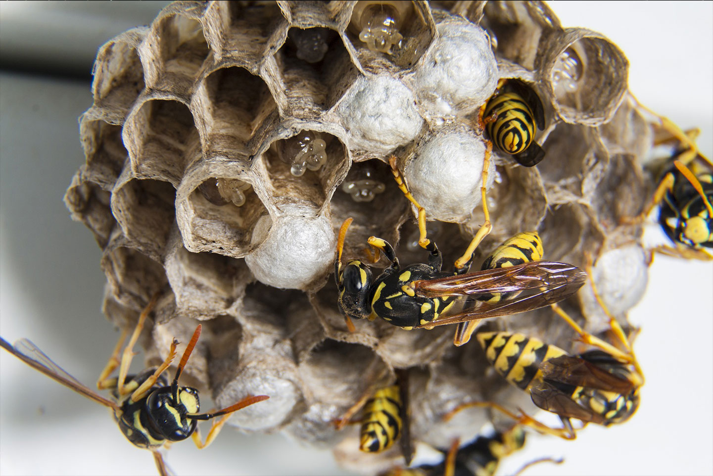 austin wasp pest control