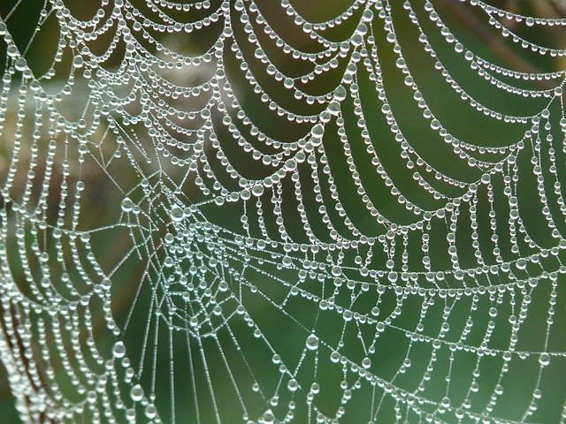 Creepy Crawlers: Texas’ Most Haunting Pest Infestations