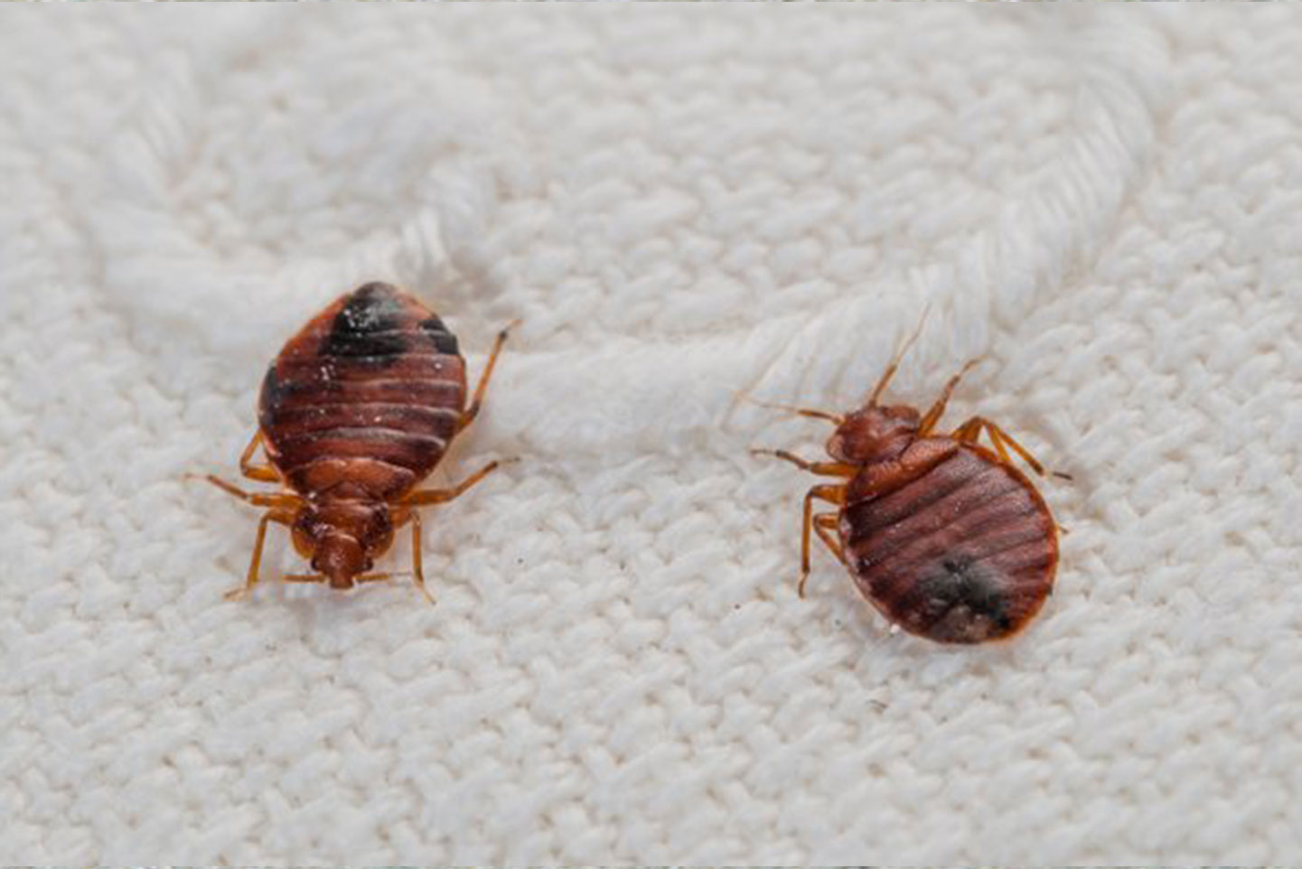 austin bed bug control