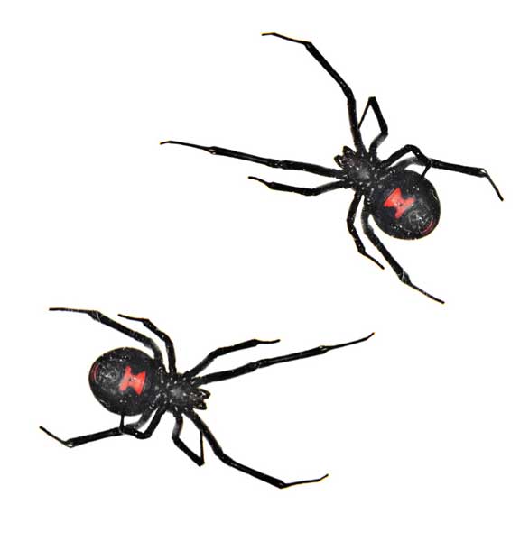 two spiders