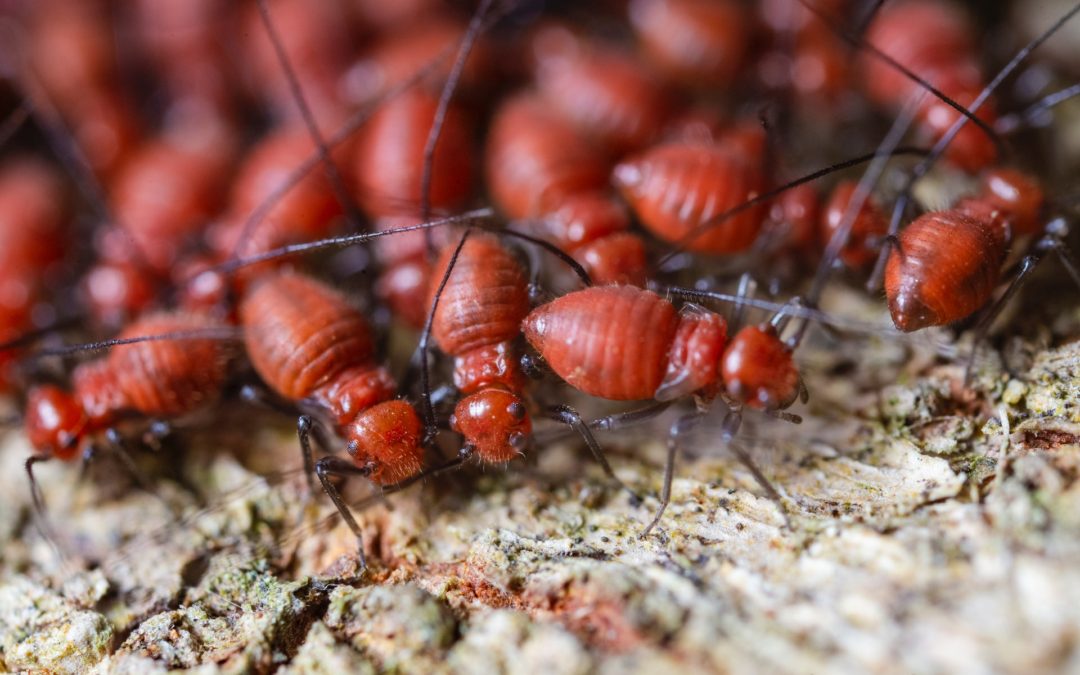 Top 3 Warning Signs Your Home Has Termites