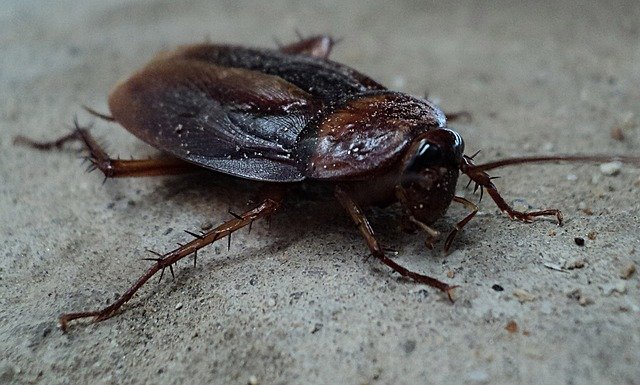 From Roaches to Rodents: Understanding Common Spring Pests in Texas