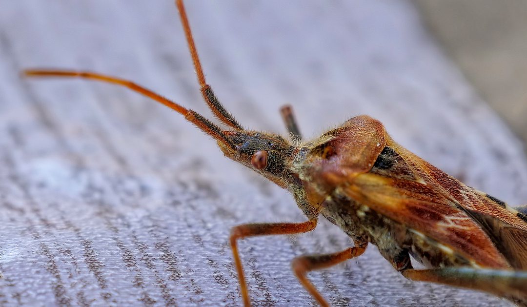 Do You Have Bed Bugs in Your Home?