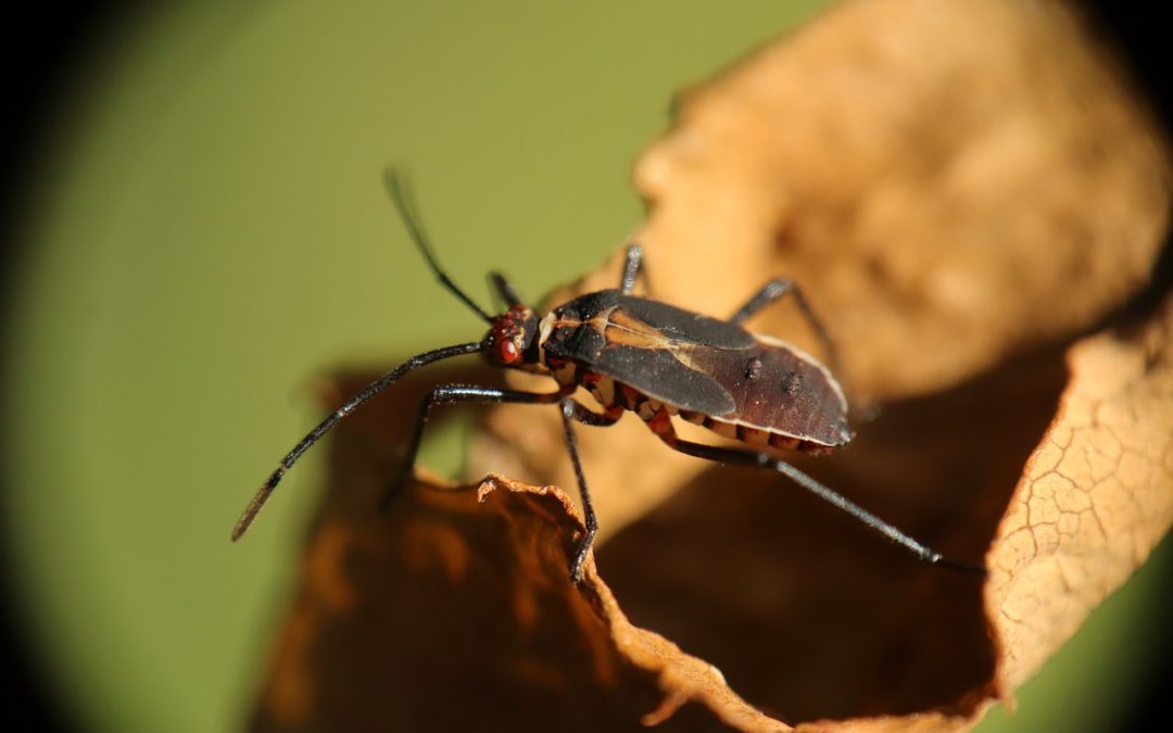 Bed Bugs in Central Texas: What You Need to Know