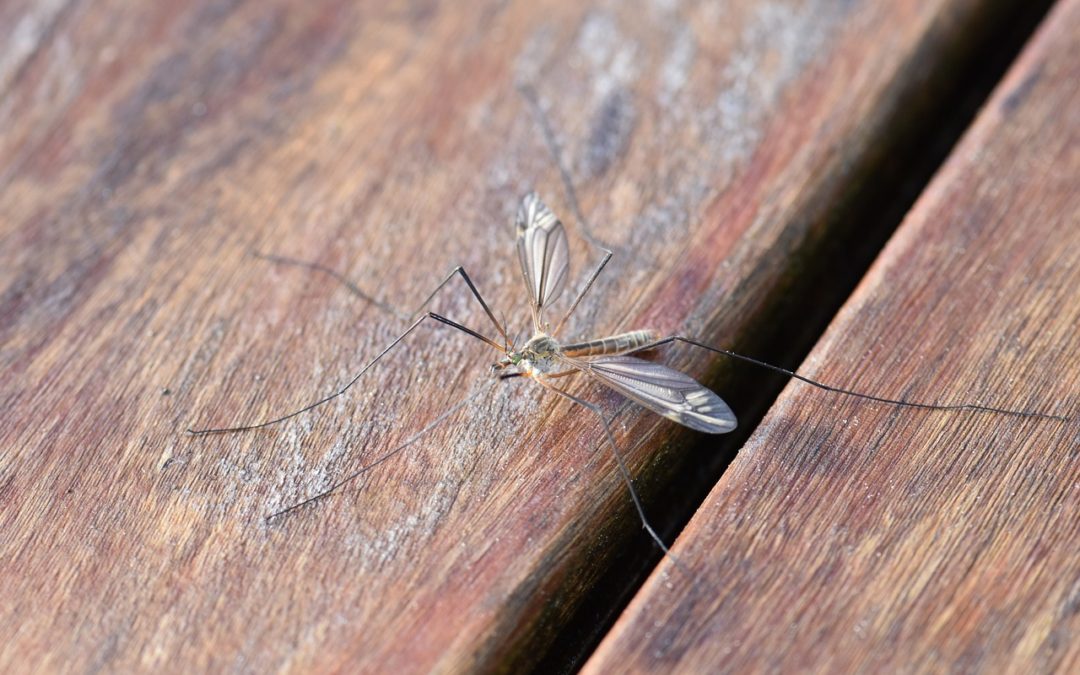 Protecting Yourself from Pesky Mosquitoes Stride Pest Control