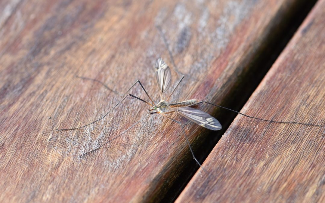 How You Can Best Protect Yourself from Pesky Mosquitoes