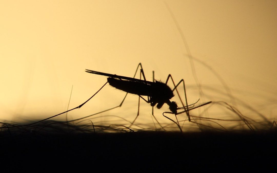 Why are Mosquitoes Attracted to Water?
