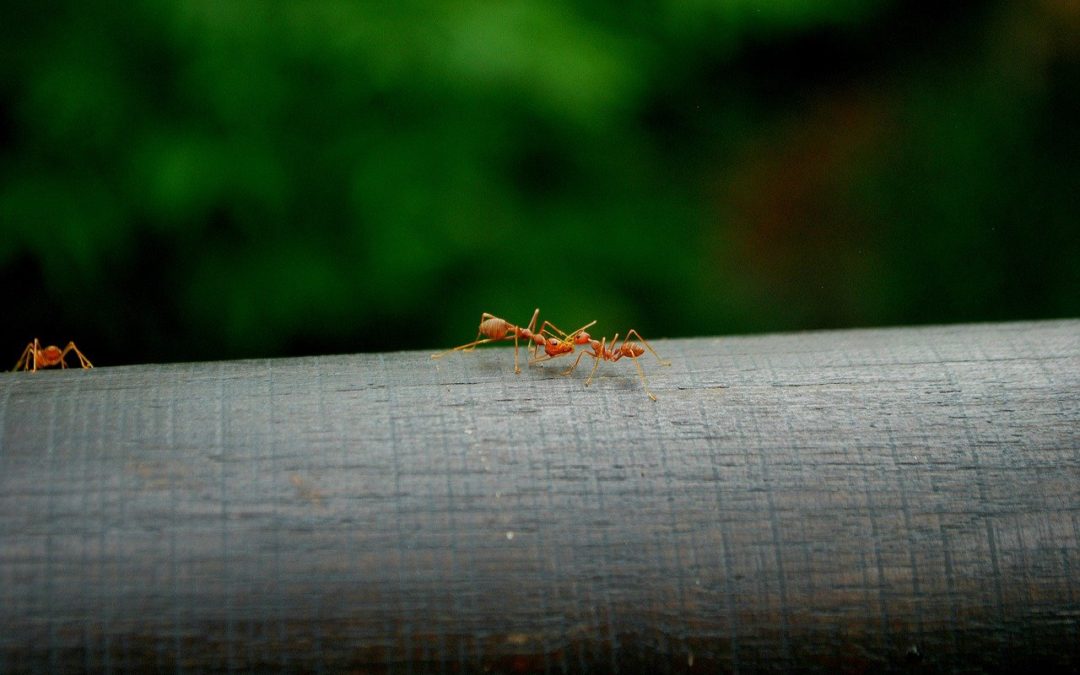 Common Pest Problems in Austin