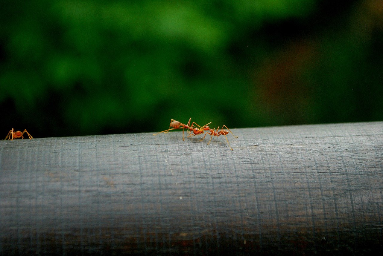 fire ants on log