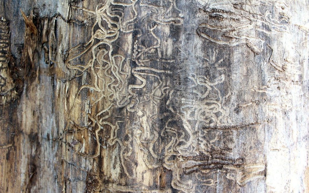 5 Important Signs to Look for When Identifying Termites in Your Home