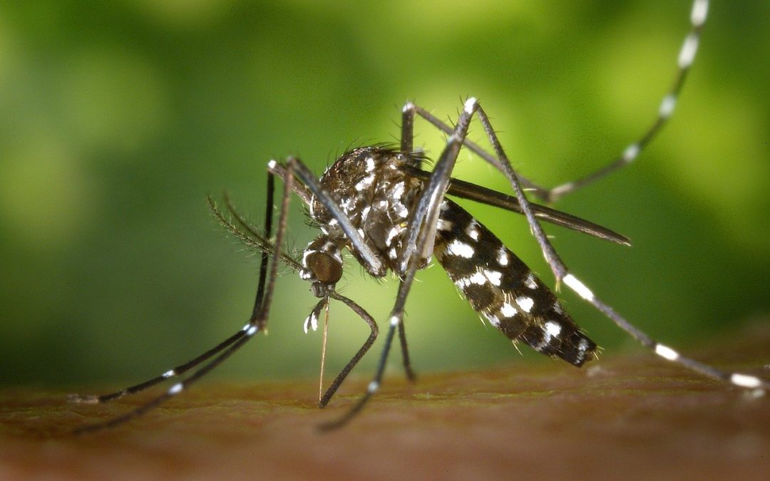 Mosquito Madness: Strategies for Controlling Mosquitoes in Texas as the Weather Warms Up