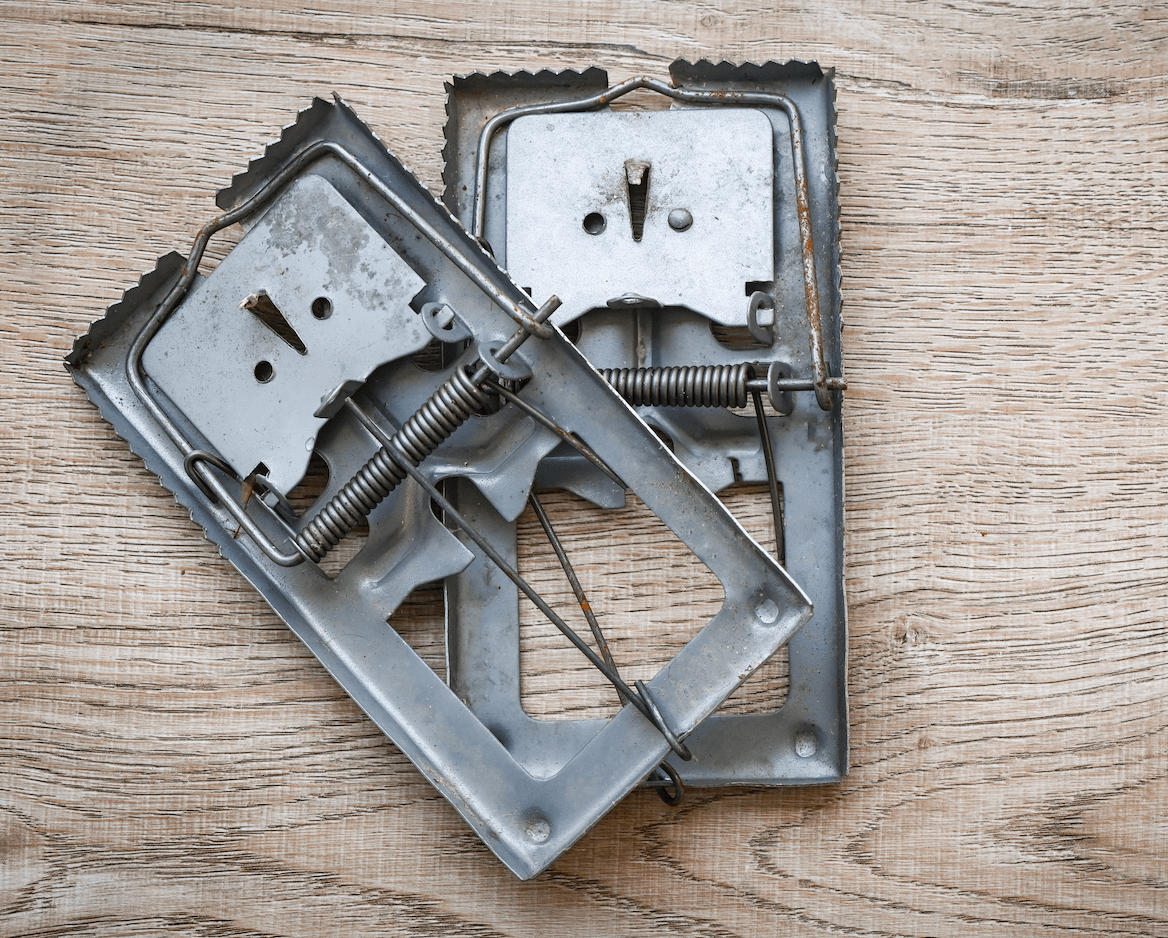 Key to a Successful Pest Control Treatment Stride Pest Control