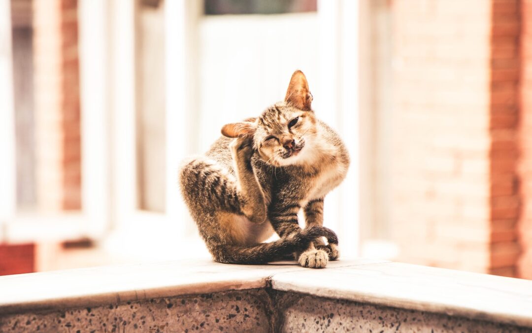 Professional Flea Treatments When to Call in the Pest Control Experts