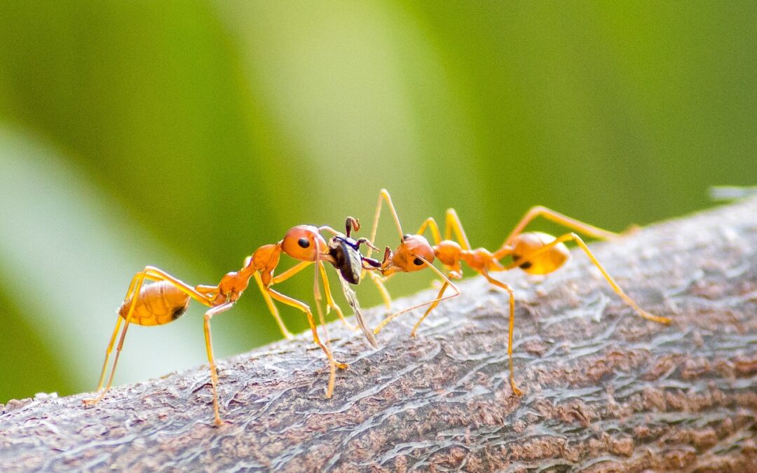 Fire Ants and Mosquitoes: The Ultimate Texas Summer Pest Control Battle