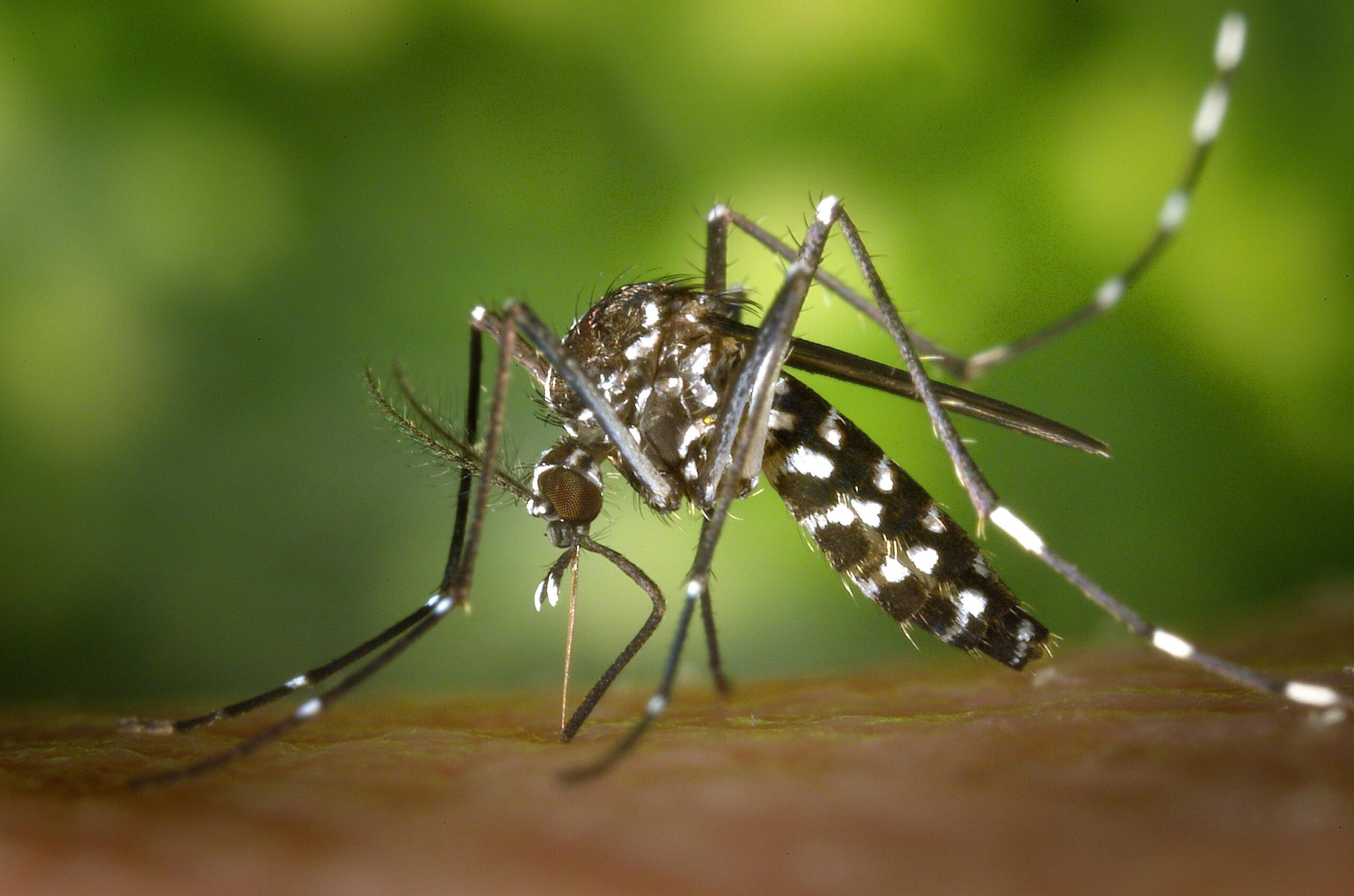 Pest Talk: Mosquitoes