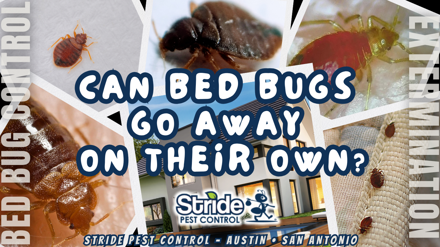 Can bed bugs go away on their own