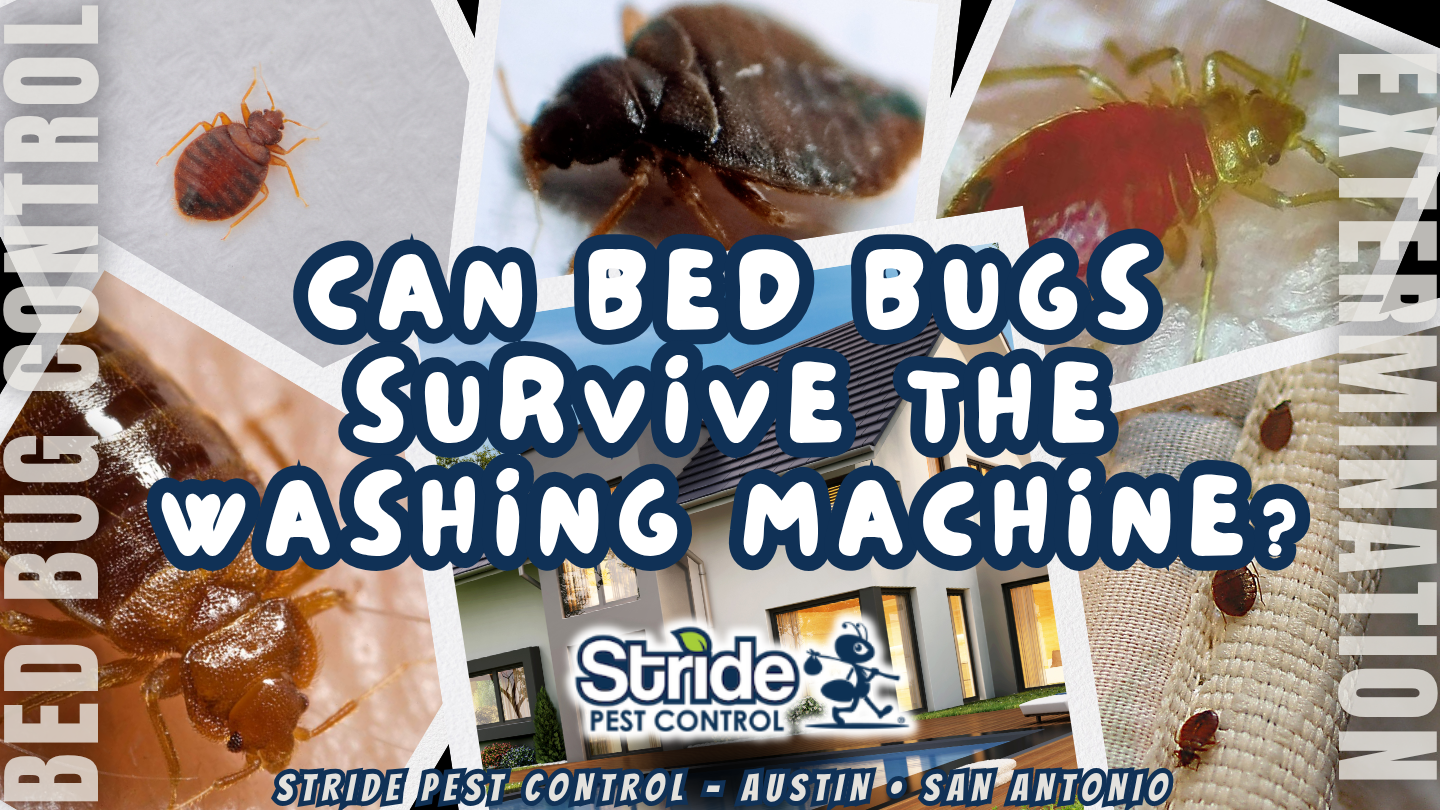 Can bed bugs survive the washing machine