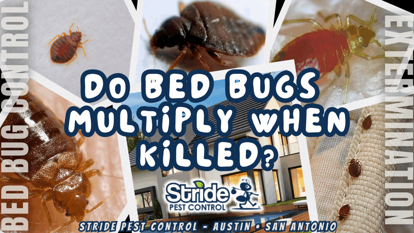 Do bed bugs multiply when killed?