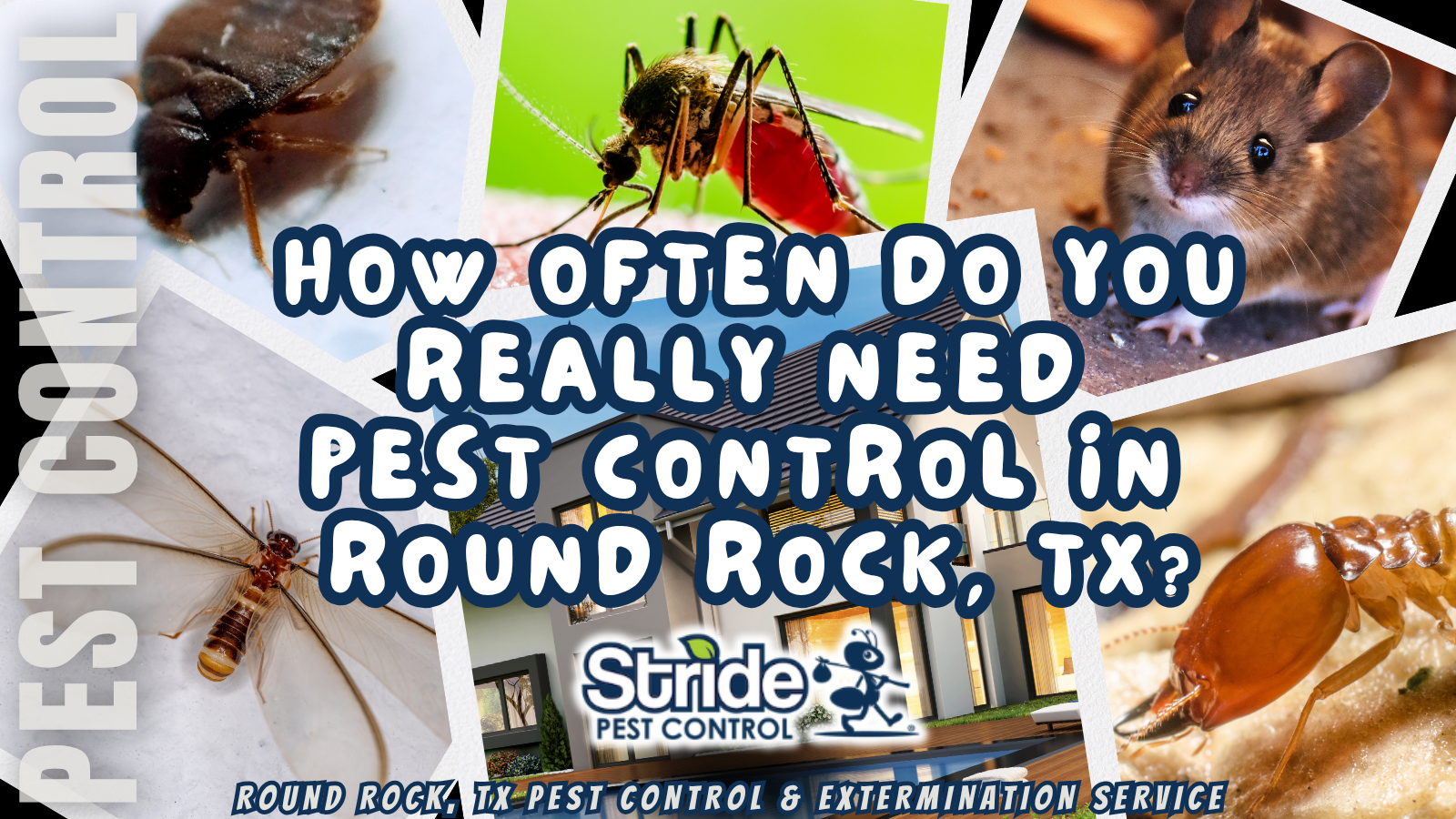 How Often Do You Really Need Pest Control in Round Rock, TX?