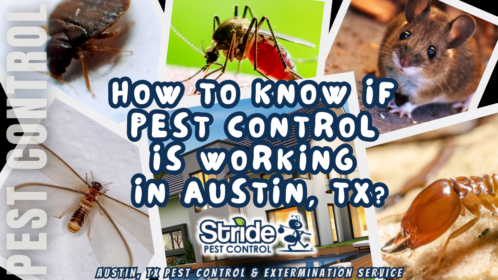 How to Know if Pest Control Is Working in Austin?