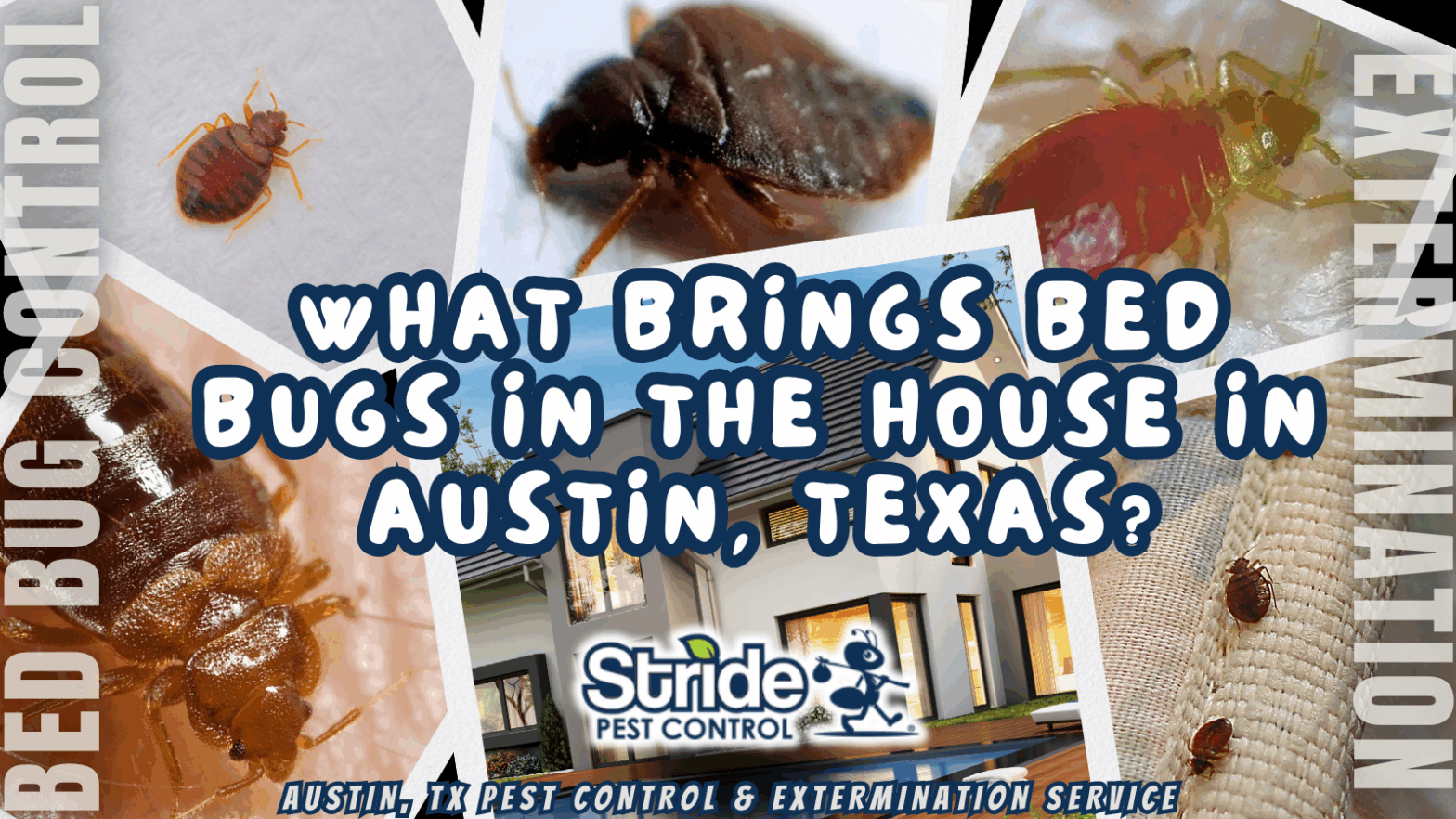 What brings bed bugs in the house in Austin, Texas?