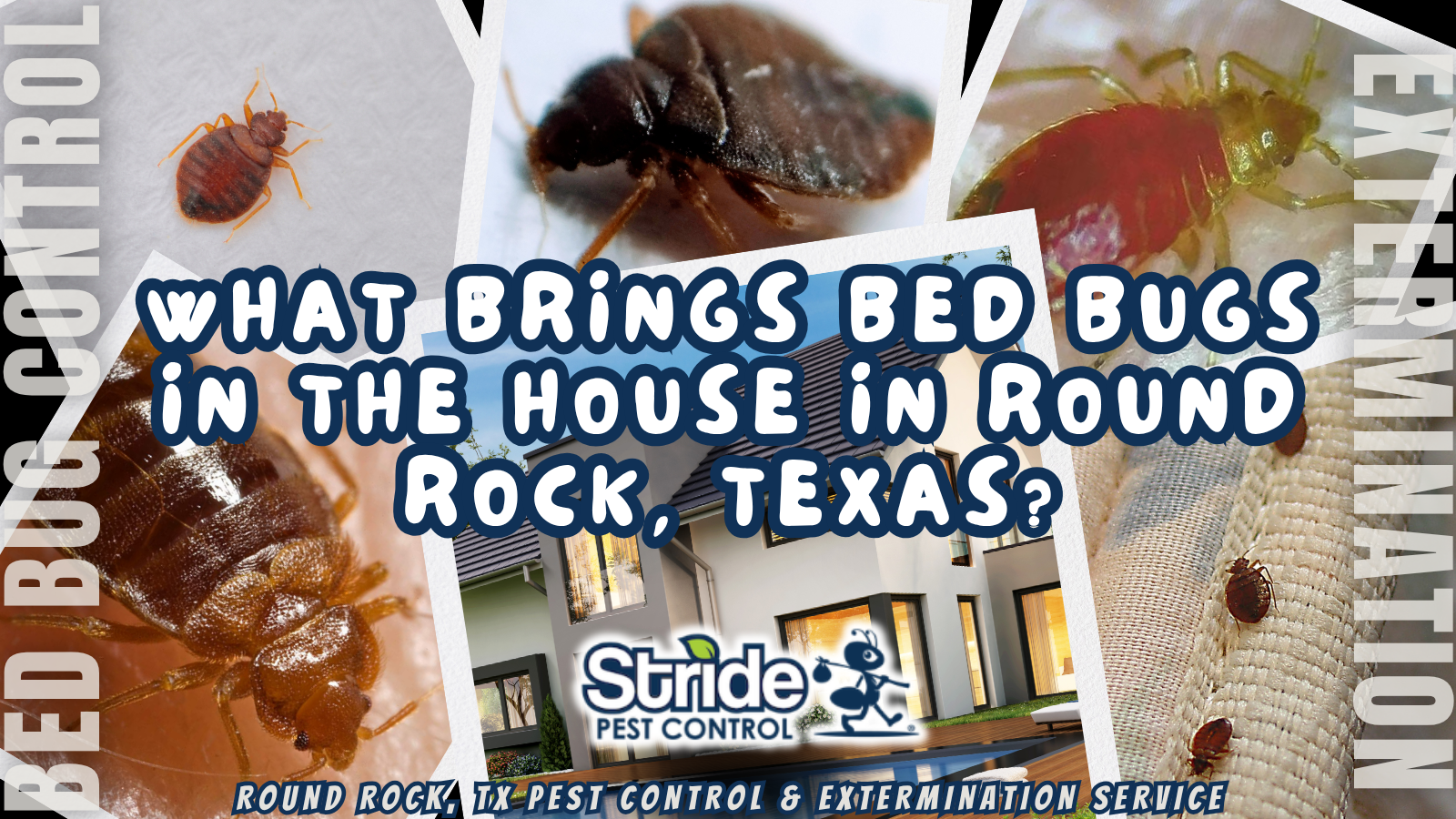 What Brings Bed Bugs in the House in Round Rock, Texas?