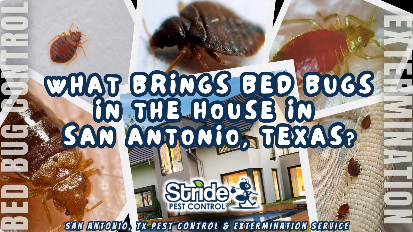 What Brings Bed Bugs in the House in San Antonio, Texas?