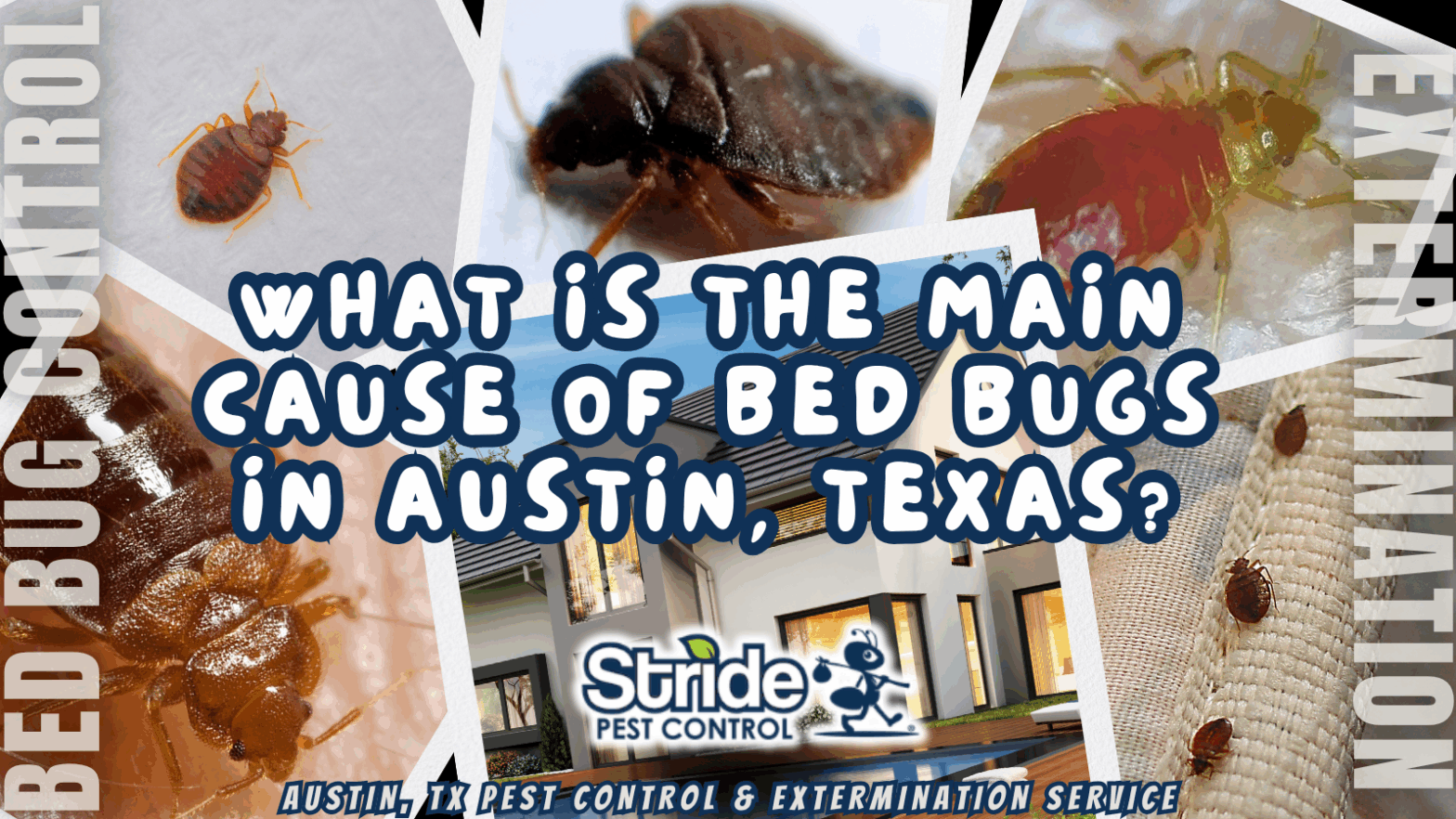 What is the main cause of bed bugs in Austin, Texas?