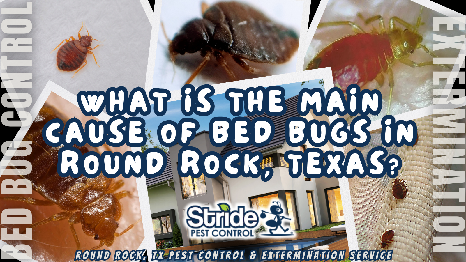 What is the main cause of bed bugs in Round Rock, Texas?