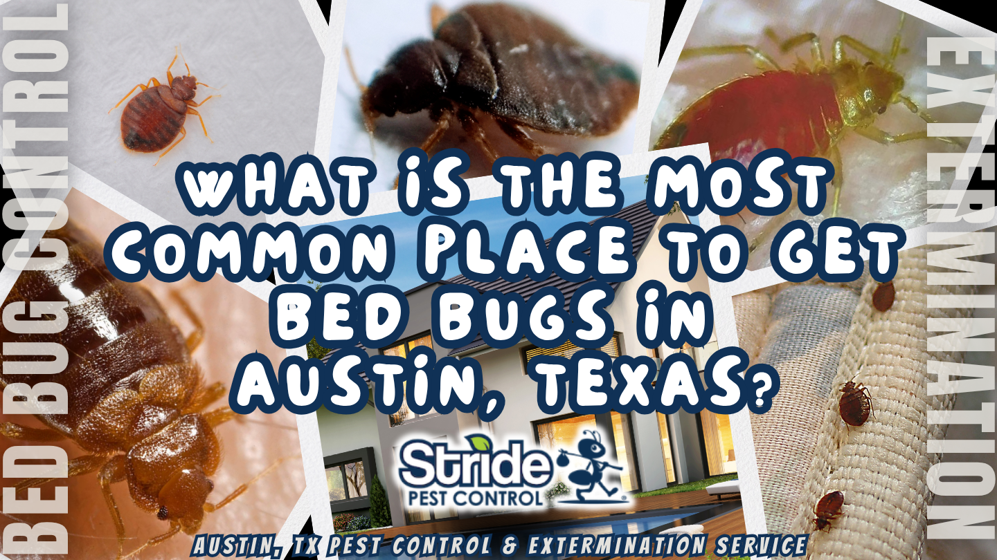 What is the most common place to get bed bugs in Austin, Texas