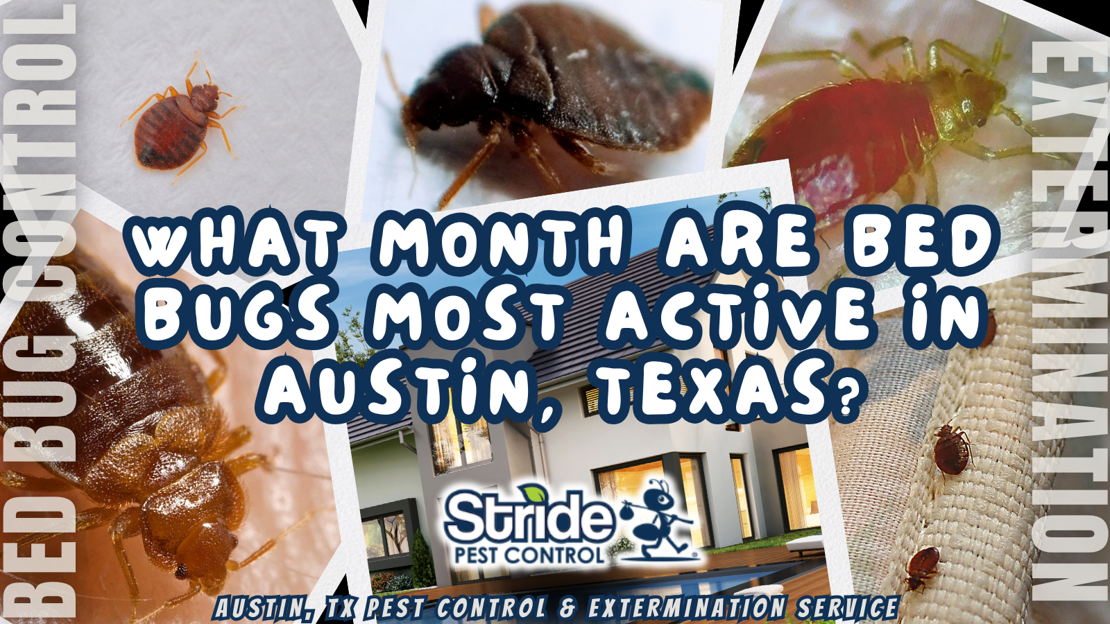 What month are bed bugs most active in Austin, Texas?