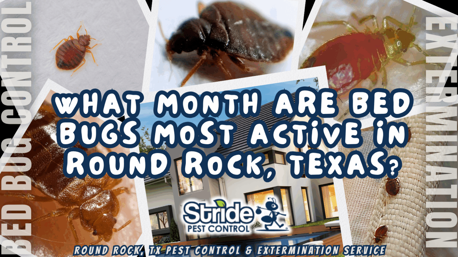 What month are bed bugs most active in Round Rock, Texas?