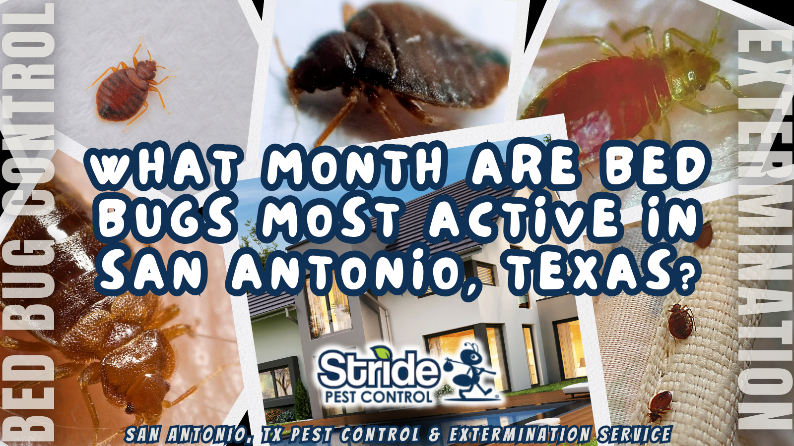 What Month Are Bed Bugs Most Active in San Antonio, Texas?